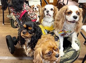 愛犬と楽しいひととき